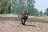 DOGUE ALLEMAND 463